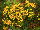 Yellow Chrysanthemum (2012, Oct.27)