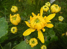 Yellow Chrysanthemum (2012, Oct.27)