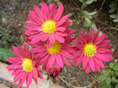 Purple & Yellow Chrysanth (2012, Oct.27)