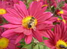 Purple & Yellow Chrysanth (2012, Oct.27)