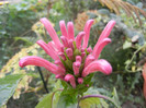 Justitia carnea (2012, October 27)