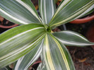 Dracaena Warneckei (2012, Oct.21)