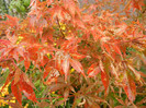 Acer palmatum Bloodgood (2012, Oct.27)