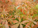 Acer palmatum Bloodgood (2012, Oct.27)