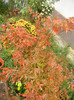 Acer palmatum Bloodgood (2012, Oct.27)