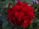 DSCF2239