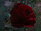 DSCF2258