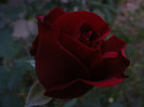 DSCF2259