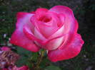 DSCF2260