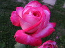 DSCF2261