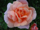 DSCF2263