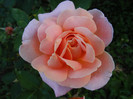 DSCF2264