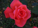 DSCF2268