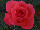 DSCF2270