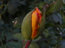 DSCF2281