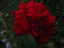 DSCF2293