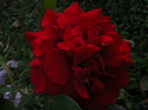 DSCF2295