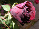 DSCF2605
