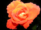 DSCF2786