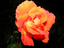 DSCF2788