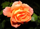 DSCF2795