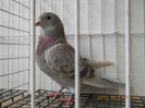 Picture 573-F