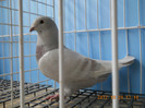 Picture 587-F