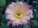 DSC00433