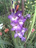 Gladiola mov