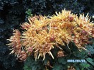 SANY0505
