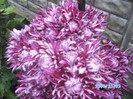 SANY0512