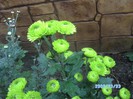 SANY0519