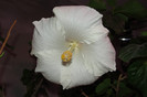 hibiscus Byron Metts