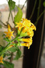 iochroma Aurantiaca