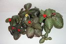 episcia Jim's Black Star episcia Gray Lady episcia Sun Gold episcia Jim's Banana Tree episcia Harleq