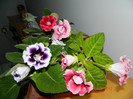 GLOXINIA2