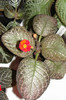 episcia Jim's Banana Tree