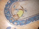 DSCF6424