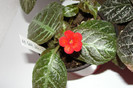 episcia Gray Lady 22.10.12