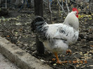 DSCN0025