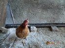 DSCN0040