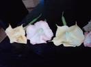 P261012_23.55_[01]
