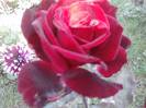 P201012_04.16_[01]