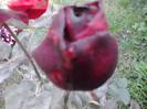 P201012_04.16_[02]
