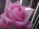 P201012_04.16_[03]