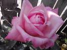 P201012_04.16_[05]