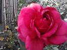 P201012_04.16_[06]