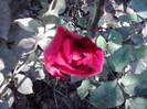 P201012_04.17_[01]