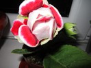 Gloxinia - isimona