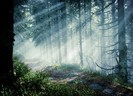 magic_forest_iii___dark_place_by_thoosah-d33d1ar